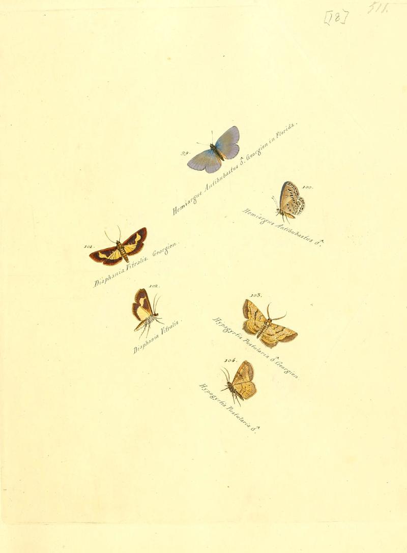 Zuträge zur Sammlung exotischer Schmettlinge (sic) (Plate 18) (6105783399)