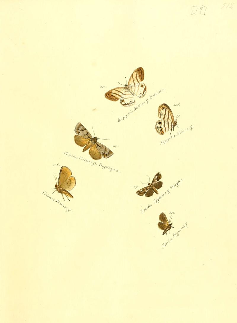 Zuträge zur Sammlung exotischer Schmettlinge (sic) (Plate 19) (6105783591)