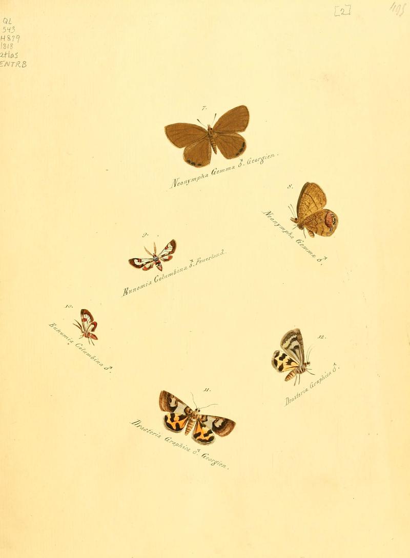 Zuträge zur Sammlung exotischer Schmettlinge (sic) (Plate 2) (6106323622)
