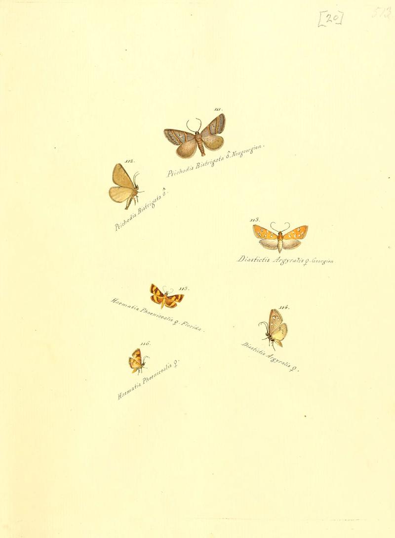 Zuträge zur Sammlung exotischer Schmettlinge (sic) (Plate 20) (6105783795)