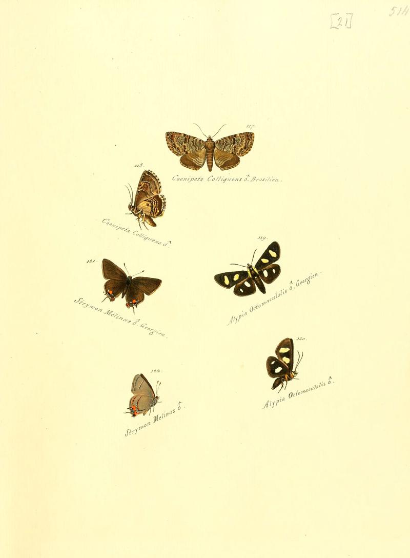 Zuträge zur Sammlung exotischer Schmettlinge (sic) (Plate 21) (6106328336)