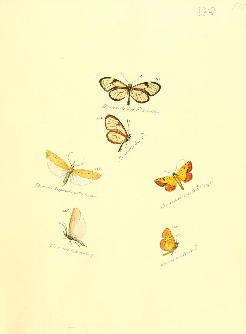 Zuträge zur Sammlung exotischer Schmettlinge (sic) (Plate 22) (6106328520)