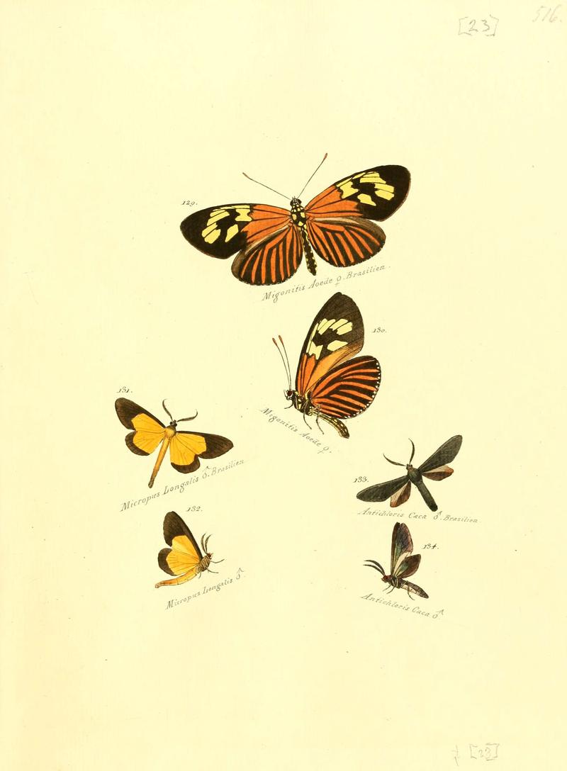 Zuträge zur Sammlung exotischer Schmettlinge (sic) (Plate 23) (6105784499)