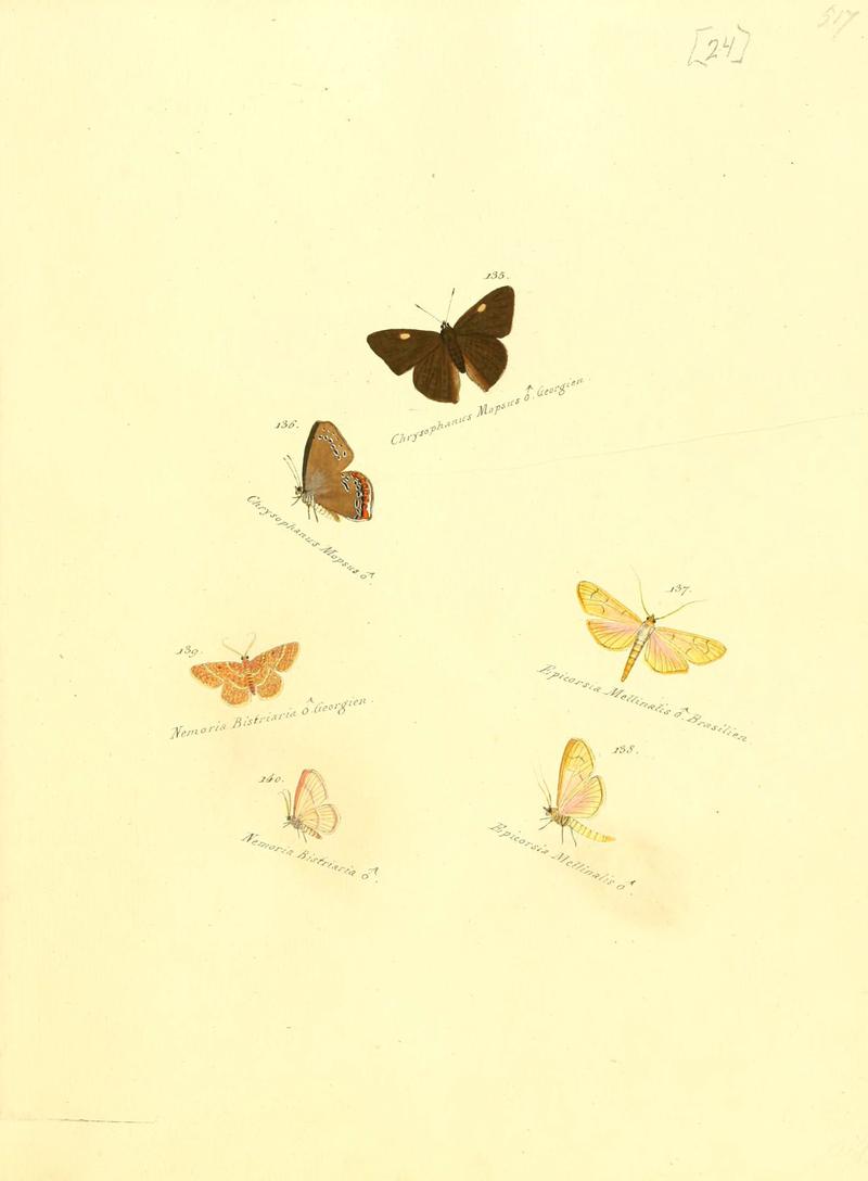 Zuträge zur Sammlung exotischer Schmettlinge (sic) (Plate 24) (6106328994)