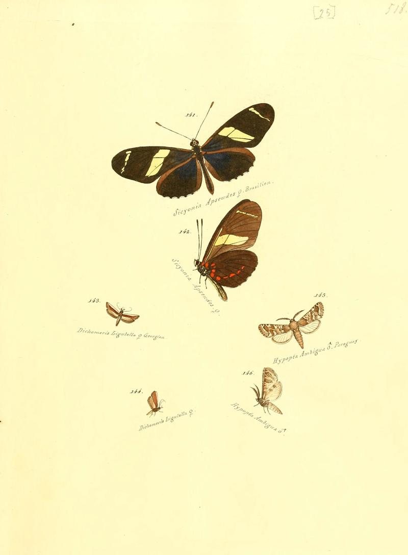 Zuträge zur Sammlung exotischer Schmettlinge (sic) (Plate 25) (6106329194)