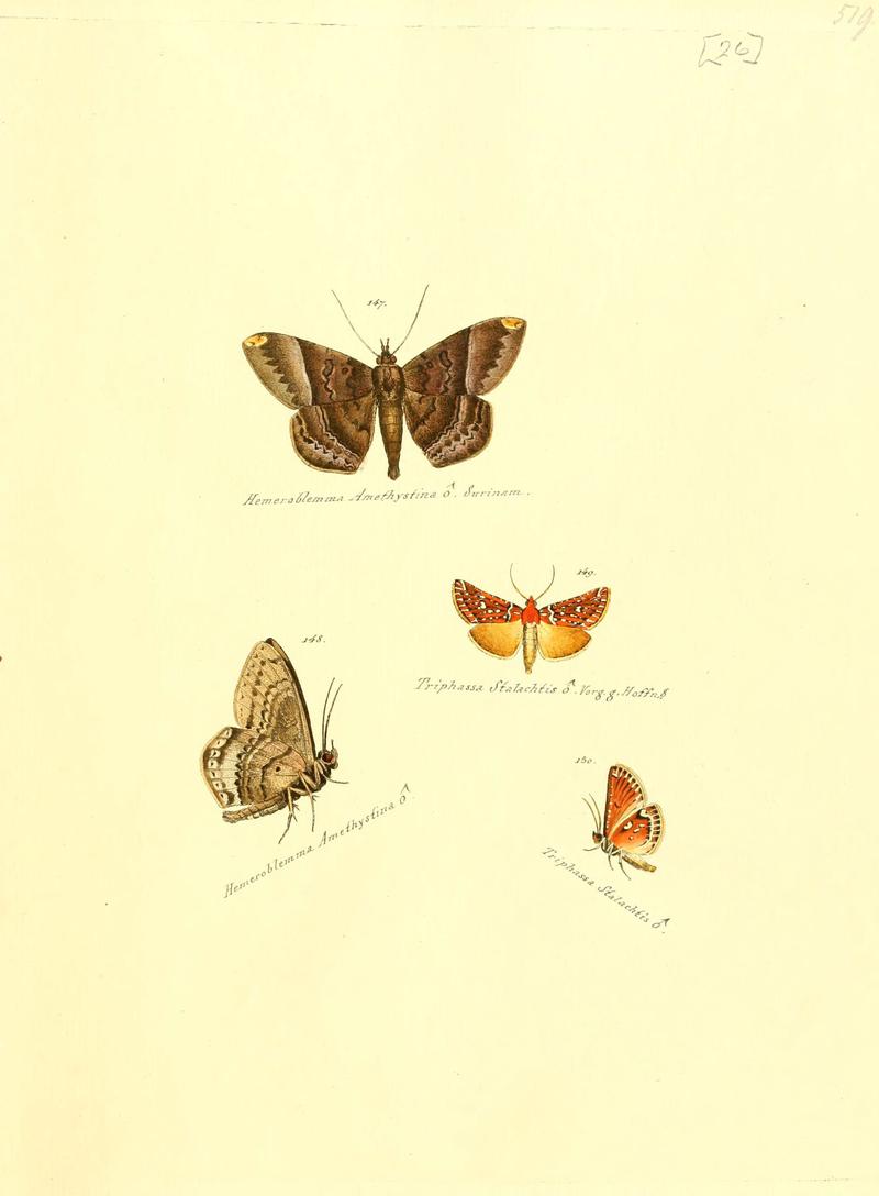 Zuträge zur Sammlung exotischer Schmettlinge (sic) (Plate 26) (6106329656)