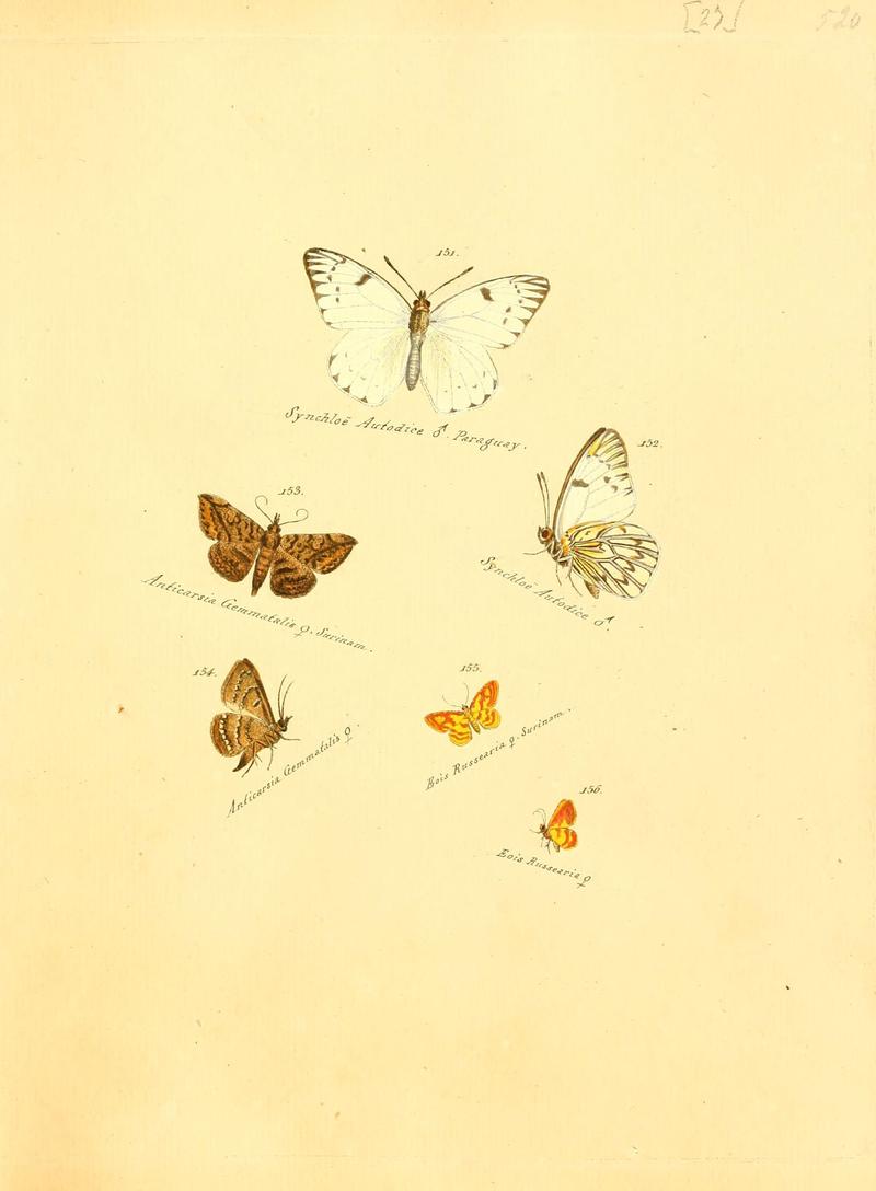 Zuträge zur Sammlung exotischer Schmettlinge (sic) (Plate 27) (6105785711)