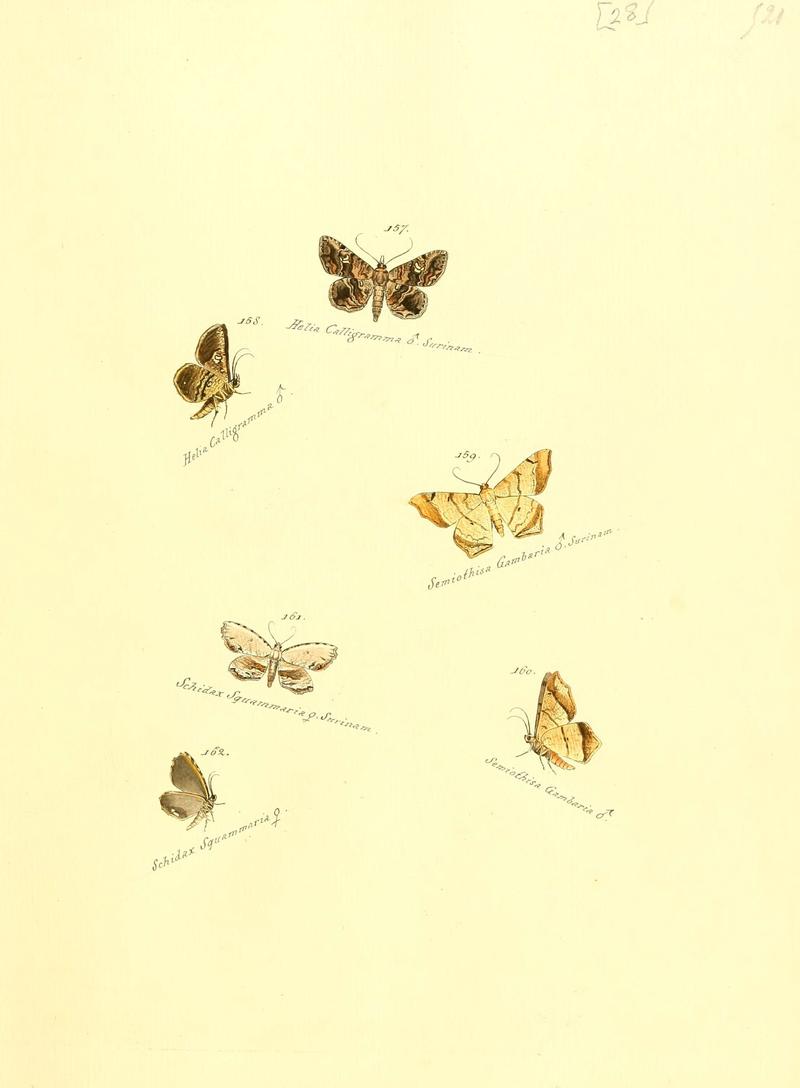 Zuträge zur Sammlung exotischer Schmettlinge (sic) (Plate 28) (6106330144)