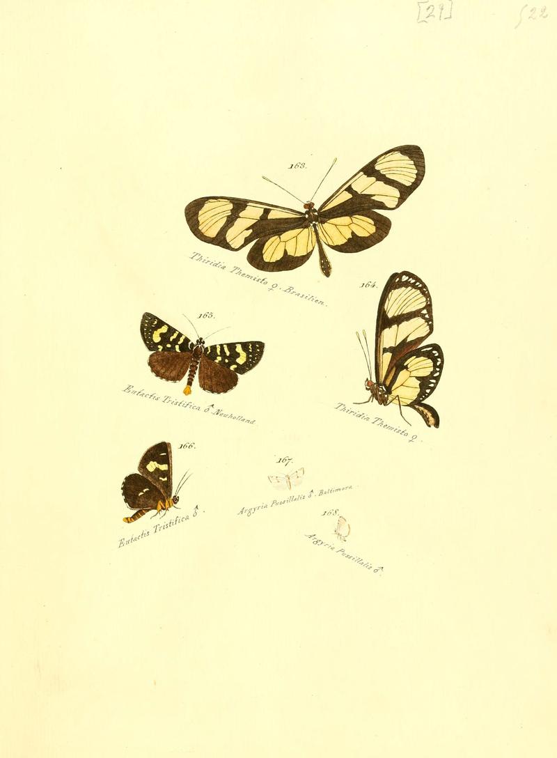 Zuträge zur Sammlung exotischer Schmettlinge (sic) (Plate 29) (6105786405)