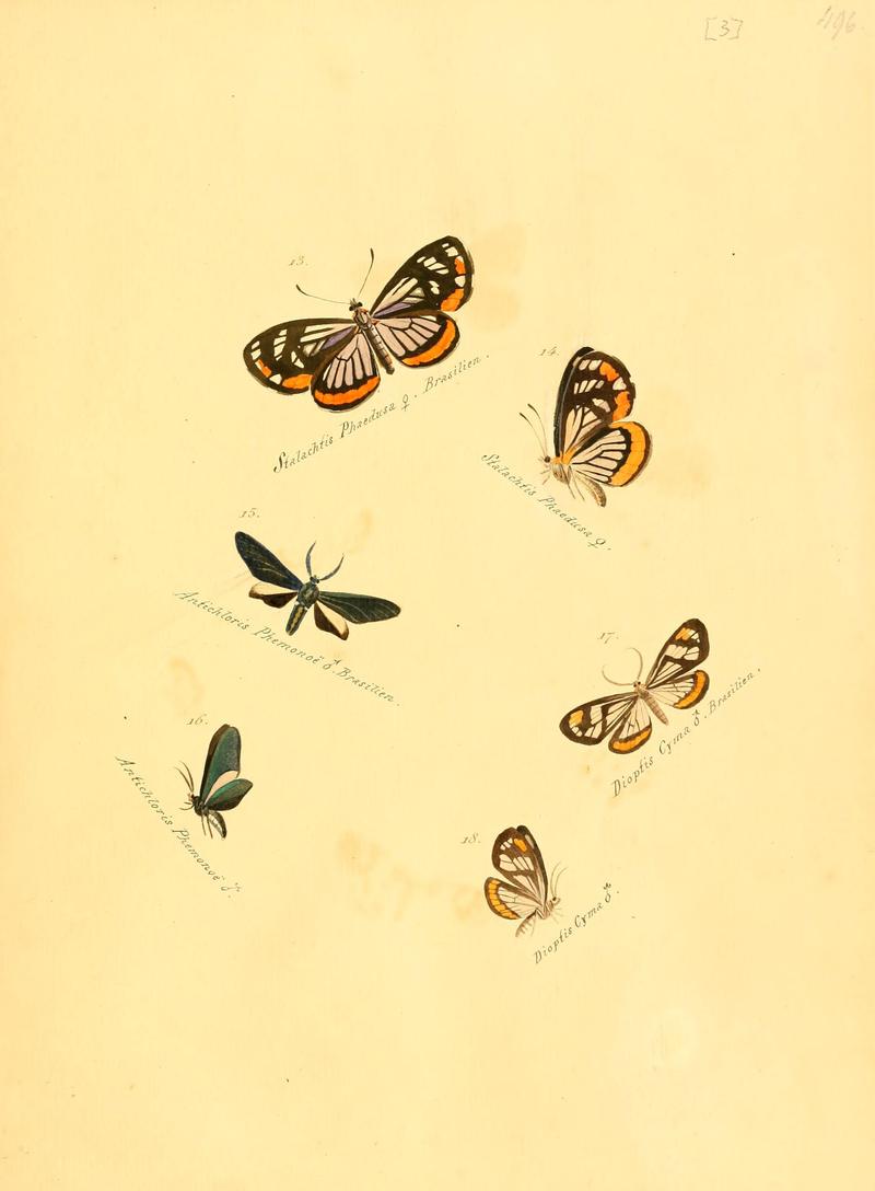 Zuträge zur Sammlung exotischer Schmettlinge (sic) (Plate 3) (6105779401)