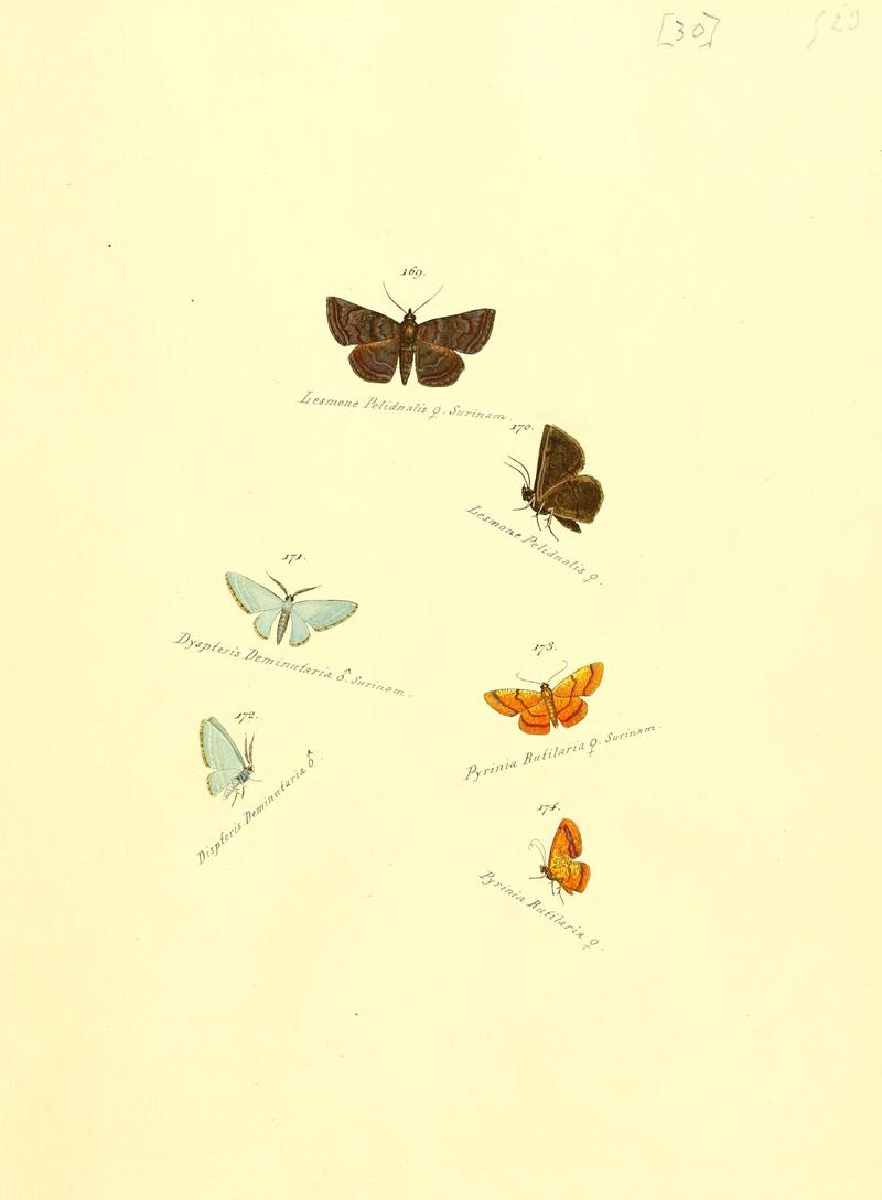 Zuträge zur Sammlung exotischer Schmettlinge (sic) (Plate 30) (6105786685)