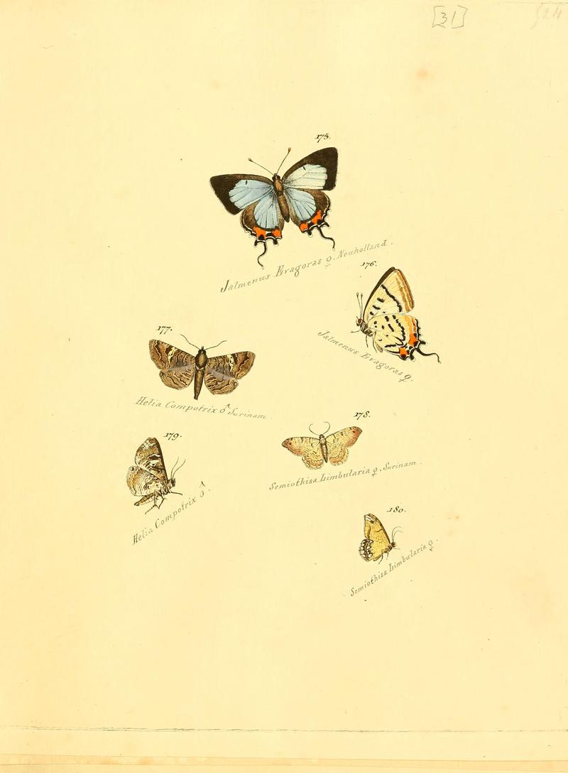 Zuträge zur Sammlung exotischer Schmettlinge (sic) (Plate 31) (6106331078)