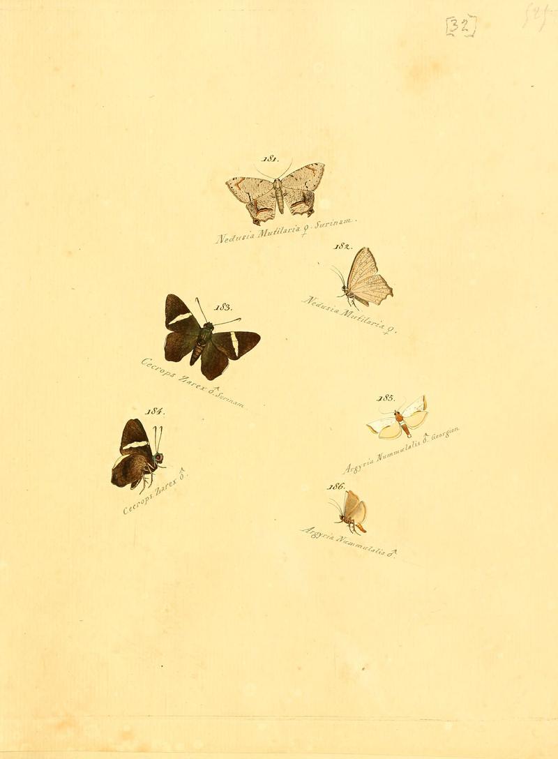 Zuträge zur Sammlung exotischer Schmettlinge (sic) (Plate 32) (6106331394)