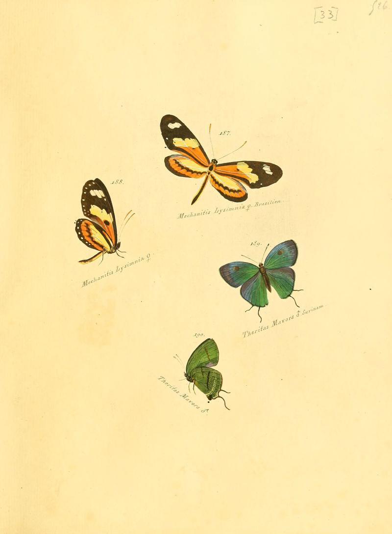 Zuträge zur Sammlung exotischer Schmettlinge (sic) (Plate 33) (6106331602)