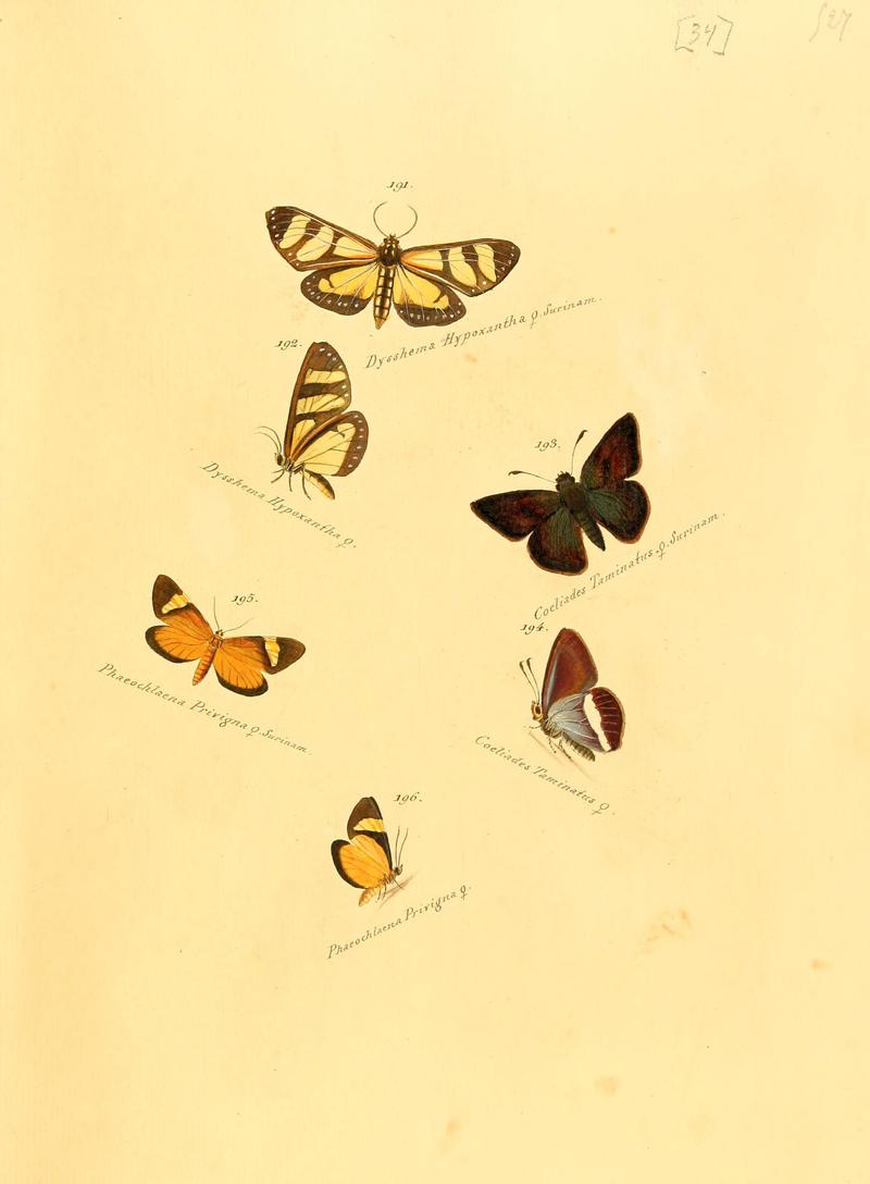 Zuträge zur Sammlung exotischer Schmettlinge (sic) (Plate 34) (6105787641)