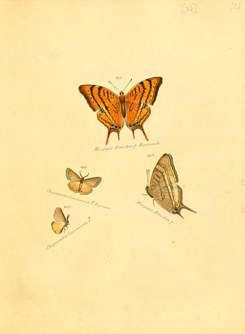 Zuträge zur Sammlung exotischer Schmettlinge (sic) (Plate 35) (6105788287)