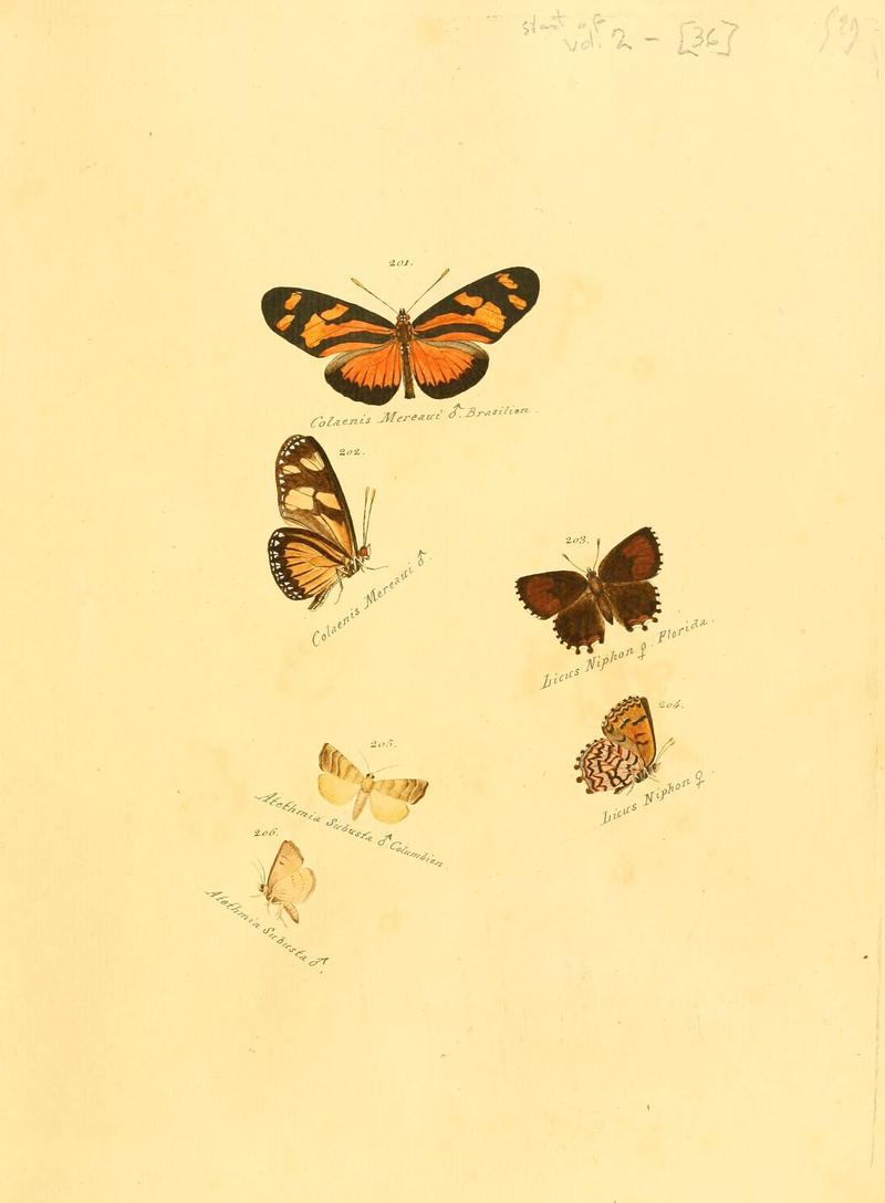 Zuträge zur Sammlung exotischer Schmettlinge (sic) (Plate 36) (6106332798)