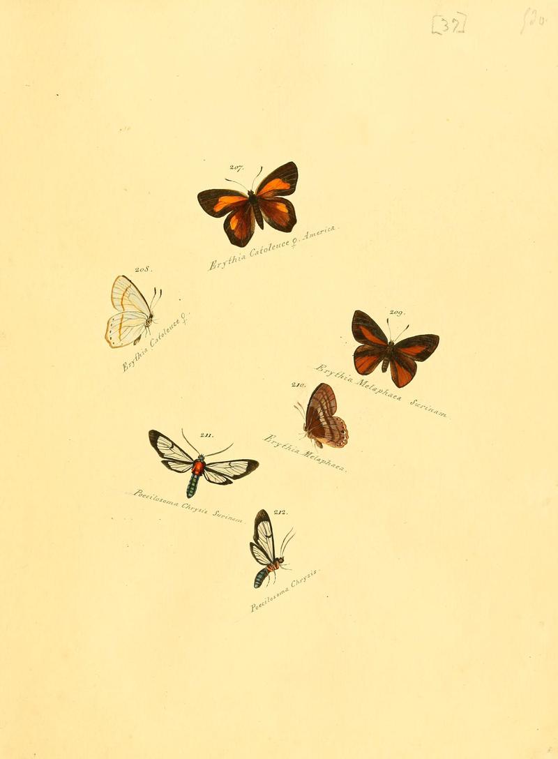 Zuträge zur Sammlung exotischer Schmettlinge (sic) (Plate 37) (6105788781)