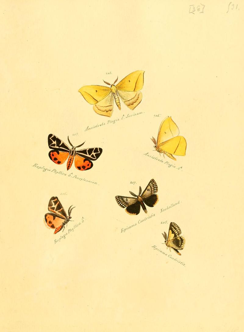 Zuträge zur Sammlung exotischer Schmettlinge (sic) (Plate 38) (6106333330)