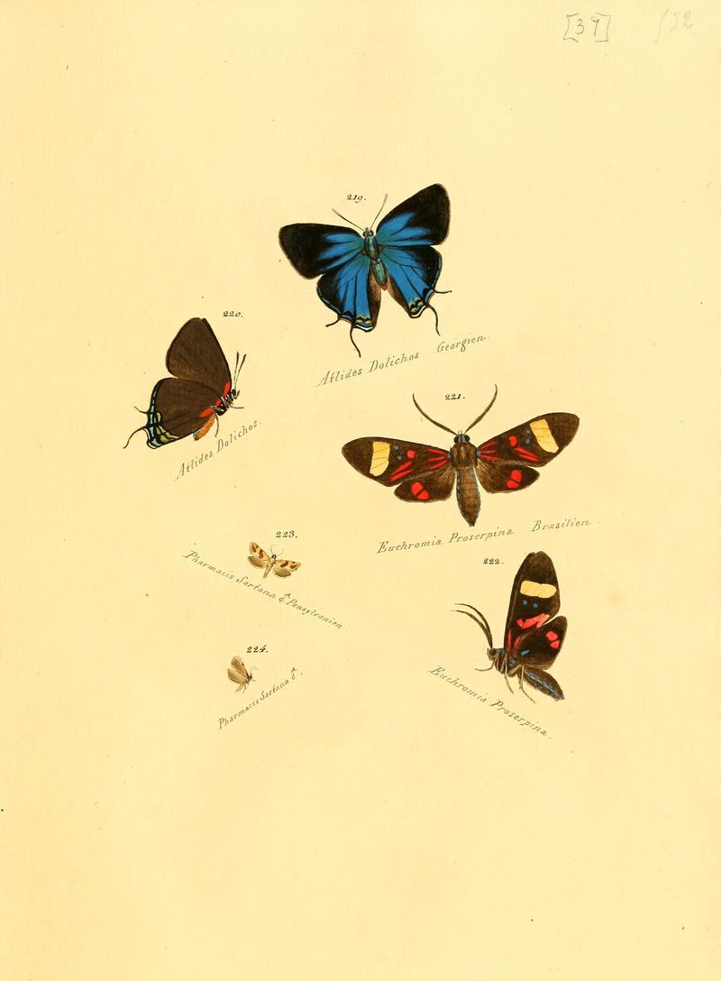 Zuträge zur Sammlung exotischer Schmettlinge (sic) (Plate 39) (6106333624)