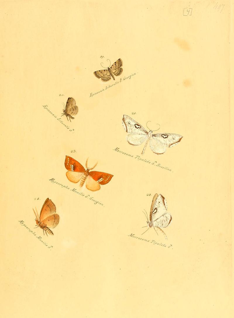 Zuträge zur Sammlung exotischer Schmettlinge (sic) (Plate 4) (6105779603)