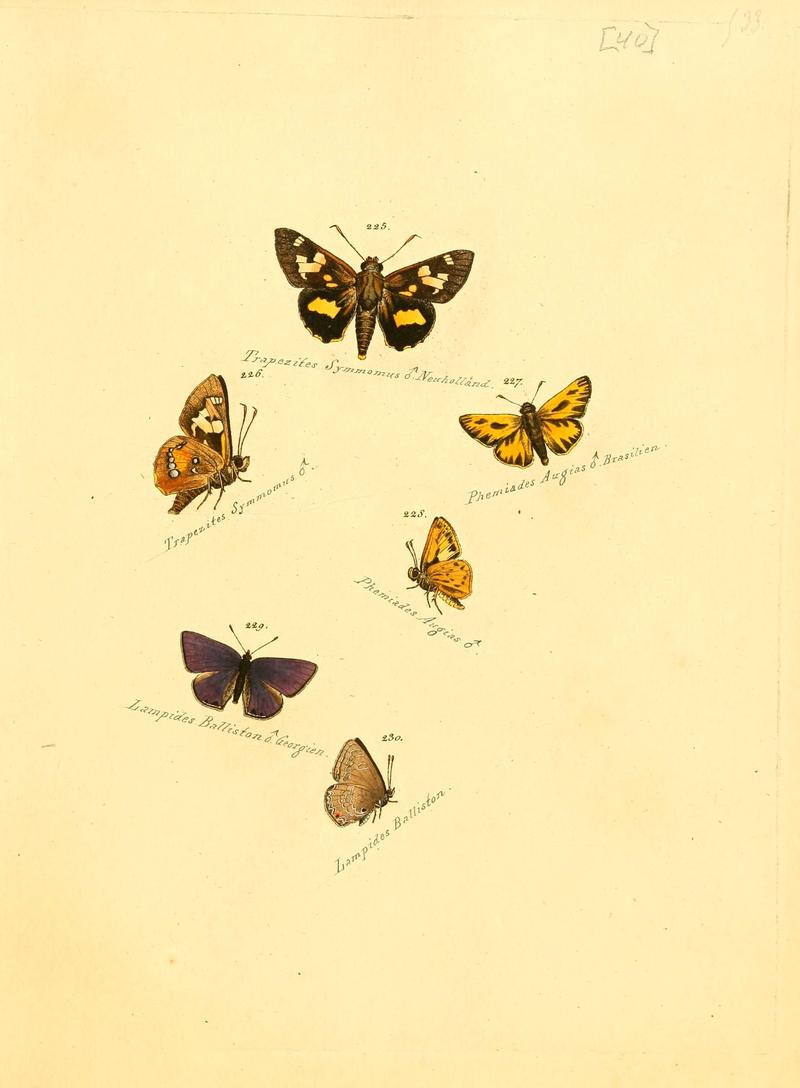 Zuträge zur Sammlung exotischer Schmettlinge (sic) (Plate 40) (6106333956)