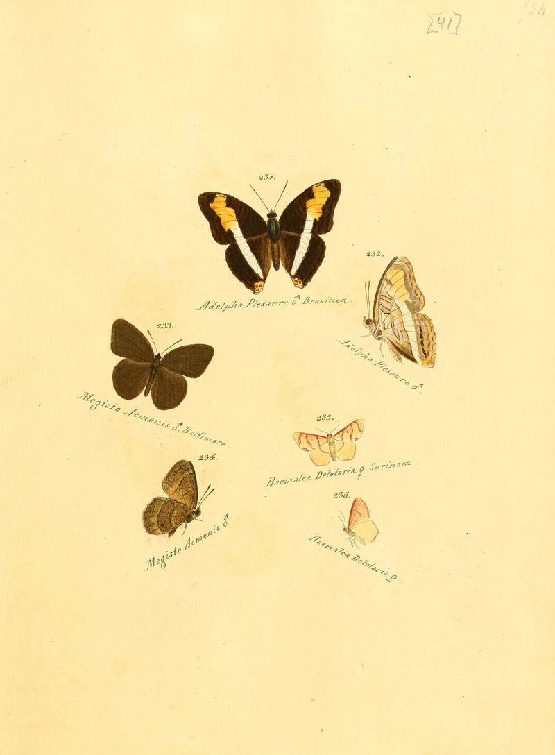 Zuträge zur Sammlung exotischer Schmettlinge (sic) (Plate 41) (6105790009)