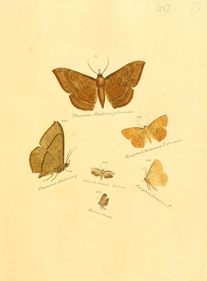 Zuträge zur Sammlung exotischer Schmettlinge (sic) (Plate 42) (6106334554)