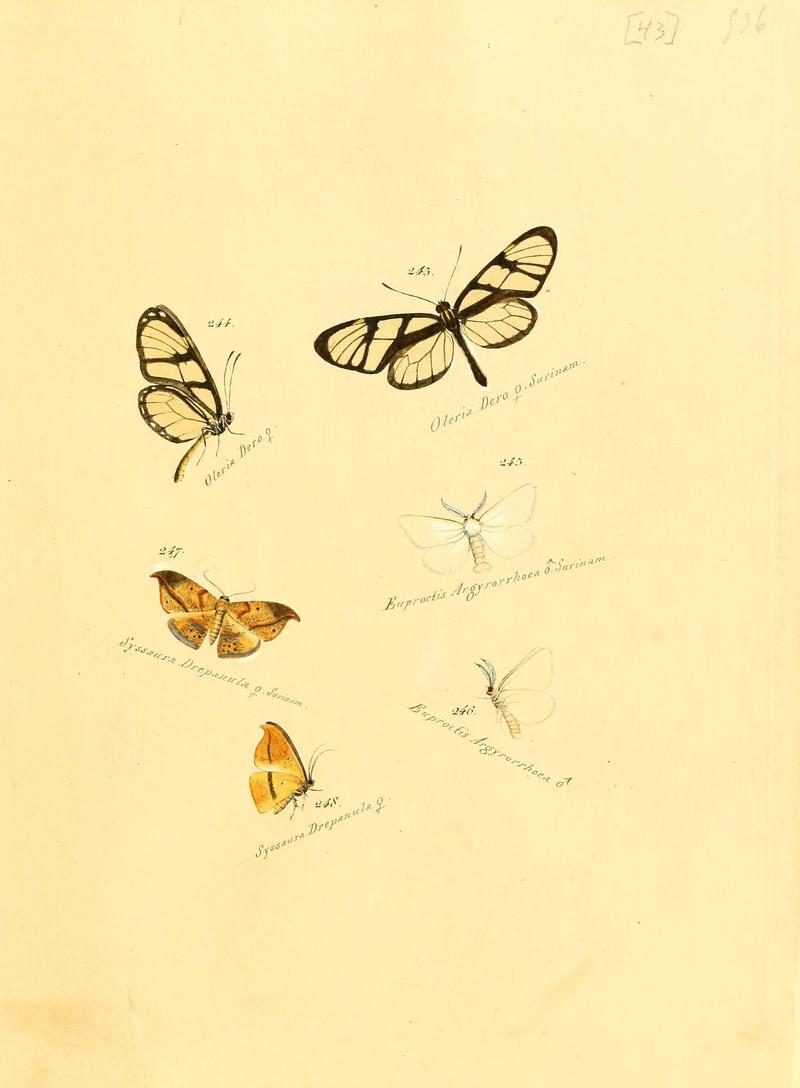Zuträge zur Sammlung exotischer Schmettlinge (sic) (Plate 43) (6105790739)