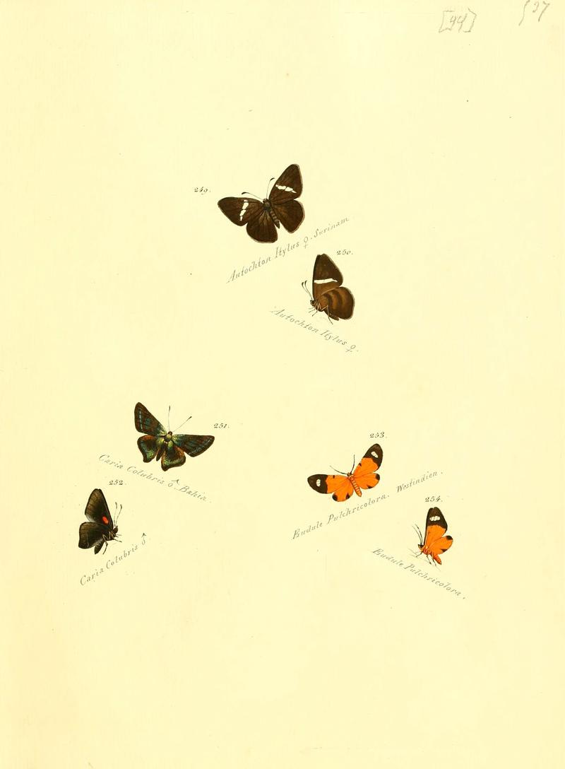 Zuträge zur Sammlung exotischer Schmettlinge (sic) (Plate 44) (6105790923)