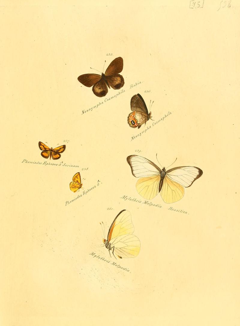 Zuträge zur Sammlung exotischer Schmettlinge (sic) (Plate 45) (6105791179)