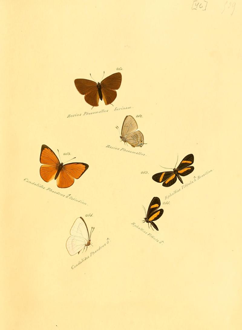 Zuträge zur Sammlung exotischer Schmettlinge (sic) (Plate 46) (6105791363)