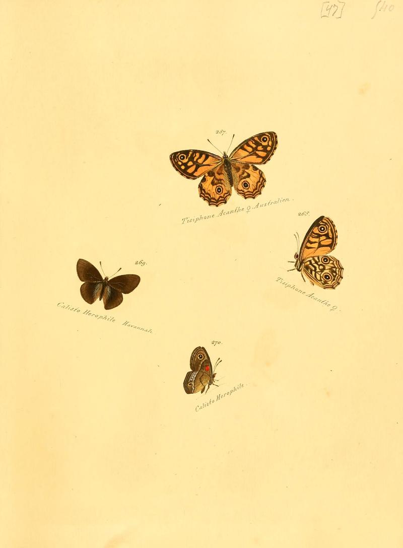 Zuträge zur Sammlung exotischer Schmettlinge (sic) (Plate 47) (6106336008)