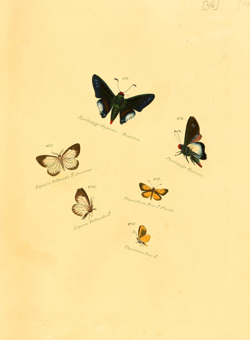 Zuträge zur Sammlung exotischer Schmettlinge (sic) (Plate 48) (6105791879)