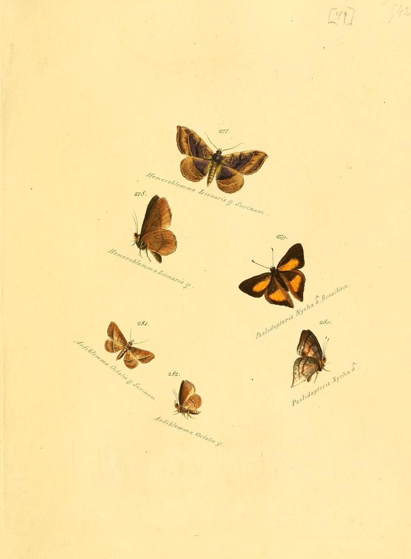 Zuträge zur Sammlung exotischer Schmettlinge (sic) (Plate 49) (6106336664)