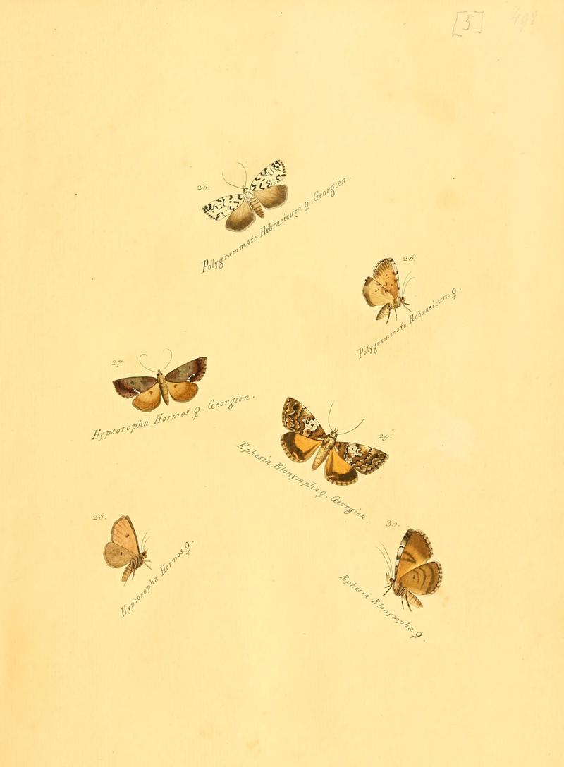 Zuträge zur Sammlung exotischer Schmettlinge (sic) (Plate 5) (6106324300)