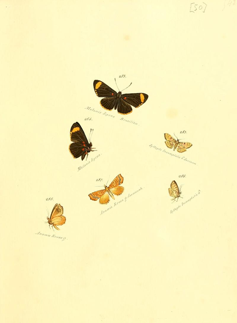 Zuträge zur Sammlung exotischer Schmettlinge (sic) (Plate 50) (6105792479)