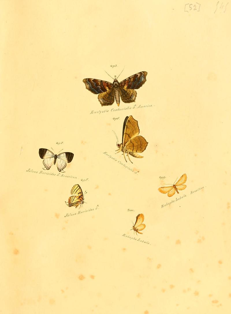 Zuträge zur Sammlung exotischer Schmettlinge (sic) (Plate 52) (6106337318)