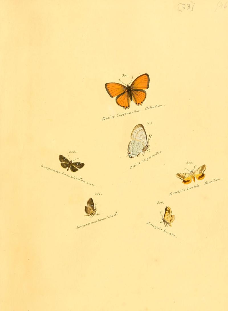 Zuträge zur Sammlung exotischer Schmettlinge (sic) (Plate 53) (6105793123)