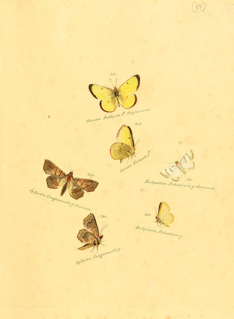 Zuträge zur Sammlung exotischer Schmettlinge (sic) (Plate 54) (6106337792)
