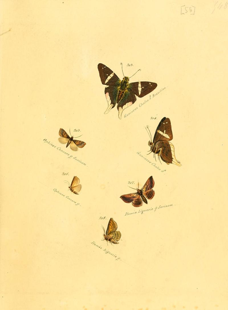 Zuträge zur Sammlung exotischer Schmettlinge (sic) (Plate 55) (6105793845)