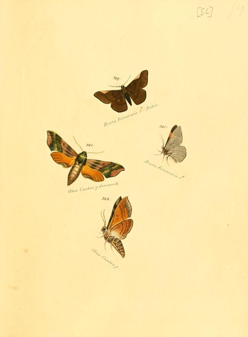 Zuträge zur Sammlung exotischer Schmettlinge (sic) (Plate 56) (6106338720)