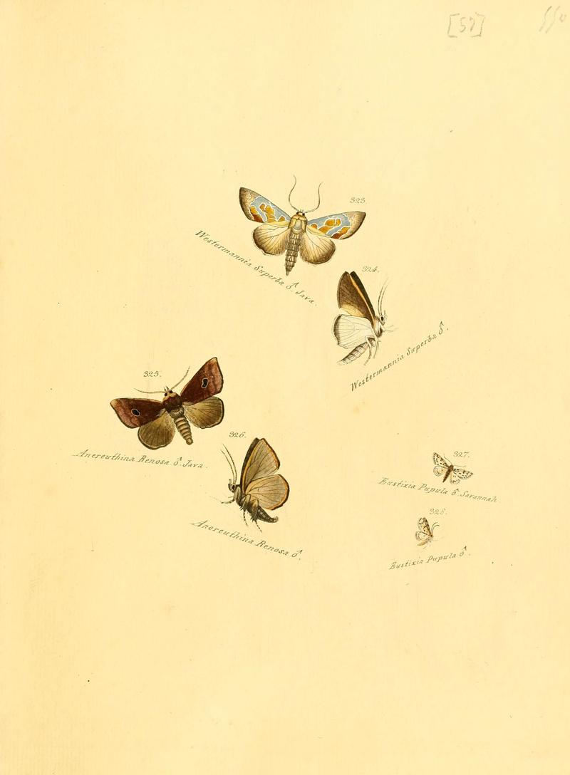 Zuträge zur Sammlung exotischer Schmettlinge (sic) (Plate 57) (6106339004)