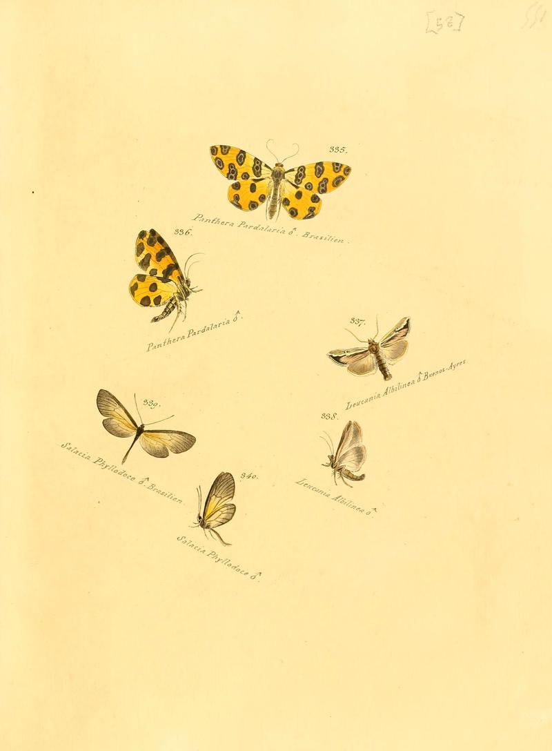 Zuträge zur Sammlung exotischer Schmettlinge (sic) (Plate 58) (6105794911)