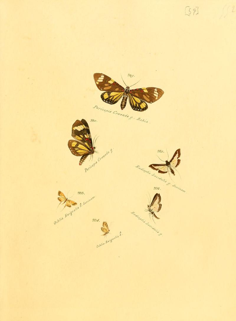 Zuträge zur Sammlung exotischer Schmettlinge (sic) (Plate 59) (6106436768)