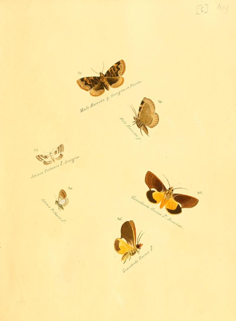 Zuträge zur Sammlung exotischer Schmettlinge (sic) (Plate 6) (6105780061)