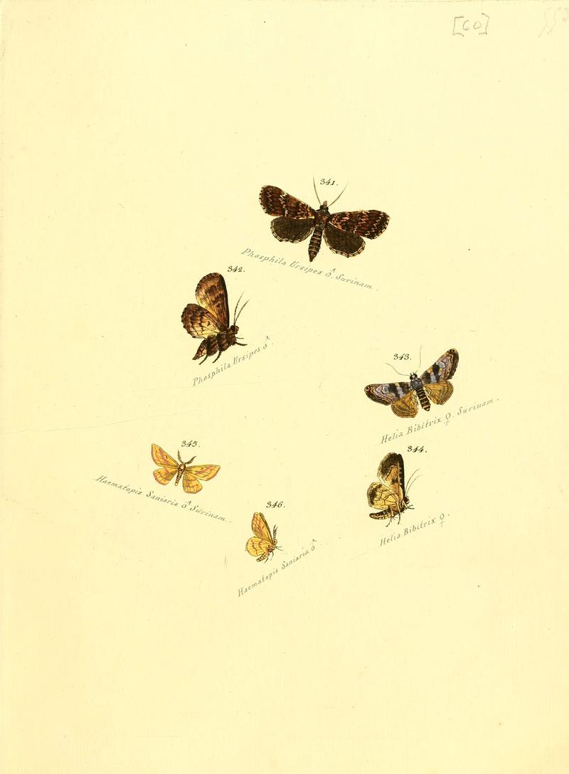 Zuträge zur Sammlung exotischer Schmettlinge (sic) (Plate 60) (6106437052)