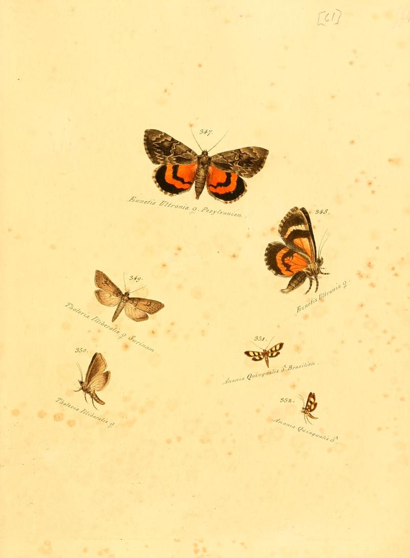 Zuträge zur Sammlung exotischer Schmettlinge (sic) (Plate 61) (6106437346)