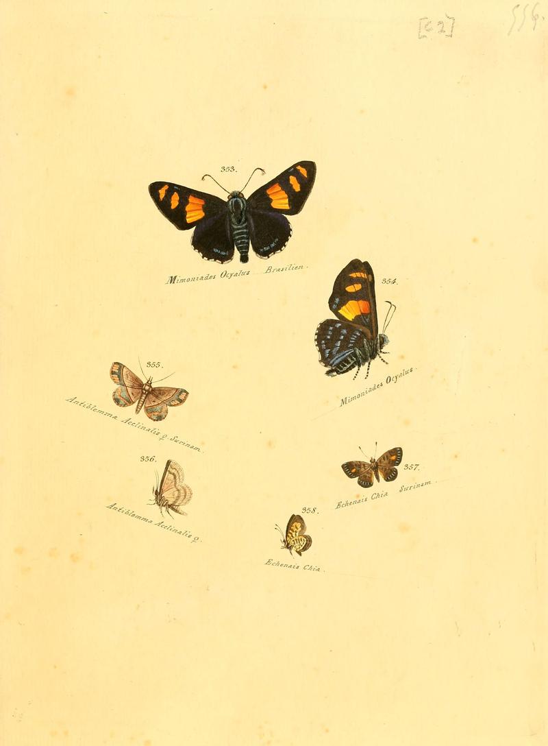 Zuträge zur Sammlung exotischer Schmettlinge (sic) (Plate 62) (6106437572)