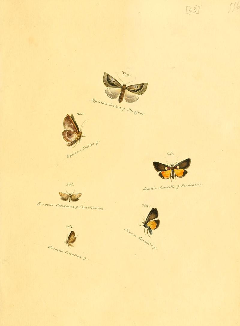 Zuträge zur Sammlung exotischer Schmettlinge (sic) (Plate 63) (6105892625)
